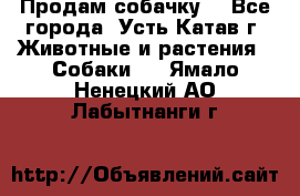 Продам собачку  - Все города, Усть-Катав г. Животные и растения » Собаки   . Ямало-Ненецкий АО,Лабытнанги г.